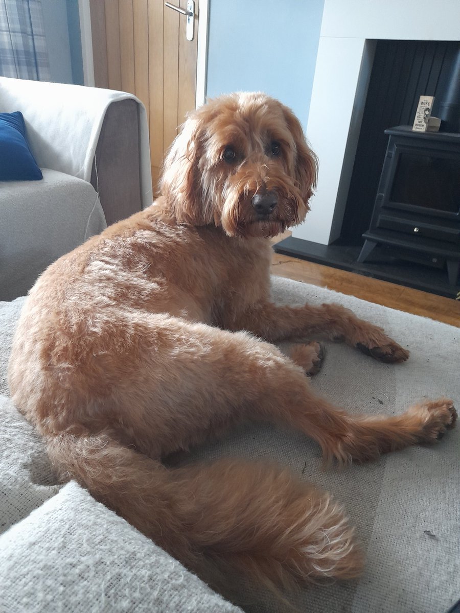 MiloNames's tweet image. I  been to see Amanda at Doggie Diva it's tirering getting a pamper. I finks we my be going on holiday mom keeps mentioning the beach and stone