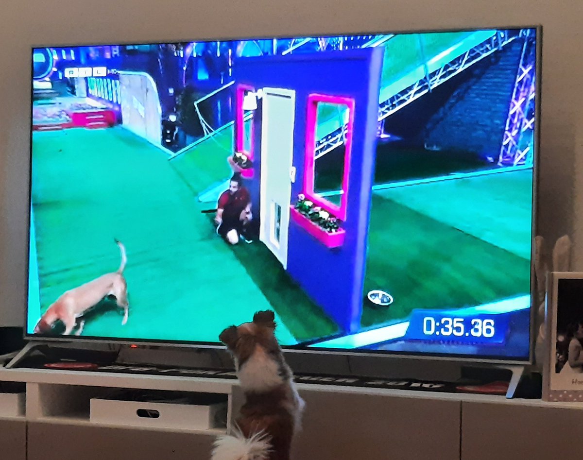 Wer sich das heutige Abendprogramm ausgesucht hat, dürfte klar sein. 🐶 #topdoggermany