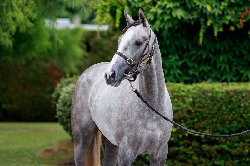 bloodstocknews's tweet photo. 📕 Lot 471 - HAVANA ANGEL is purchased for €320,000 by Narvick International Inc at the @InfoArqana Summer Sale

🏇 Offered by @almracing, the 2yo filly by @WhitsburyManor’s HAVANA GREY, is a winner herself &amp; Group placed

🎓 She is a grad of @Goffs1866 Sportsman’s yearling sale https://t.co/dDnf7PWby9
