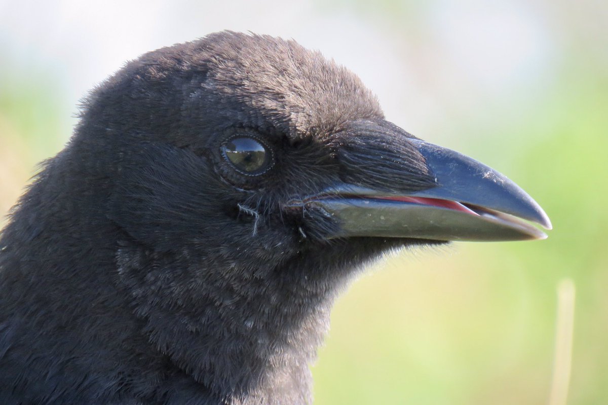 Crow Diary (@DiaryCrow) / Posts / X