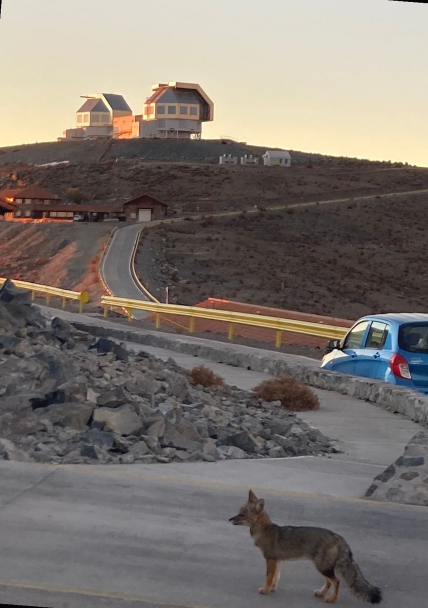 El zorro astrónomo estaciona su vehículo y se toma un minuto para disfrutar la puesta de Sol. #astronomia #lifeatlco #telescopio #fauna #Chile