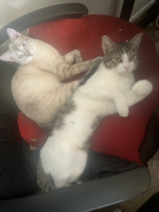 Now if can get this to work on my cats I&rsquo;ll be set https://t.co/WEBN6VHZDJ<a href="/tag/froting"class="tags"><span>#froting</span></a>