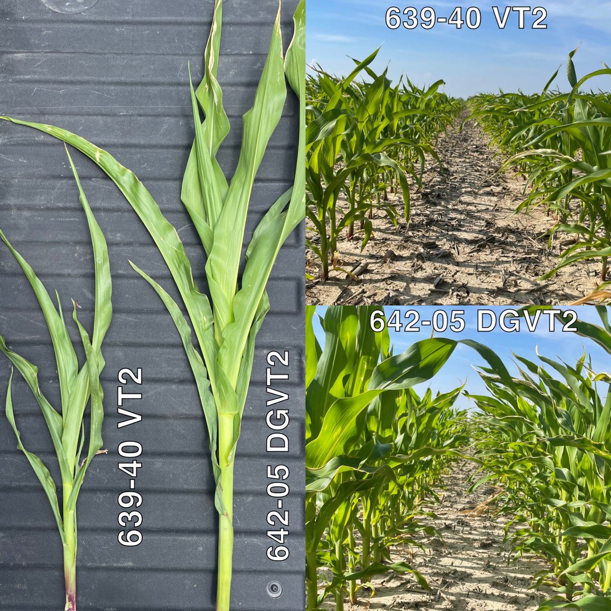 A642-05 DGVT2 quick and clean out of the gate. Earning that drought guard title in a dry Ohio clay. The quickest to canopy and shade out the row usually rings the bell. #Agrigold #SendRain