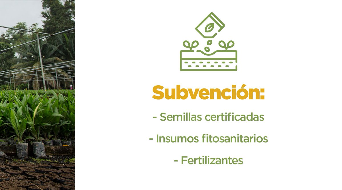 AgriculturaEc's tweet photo. ¡Iniciamos el ciclo de verano del #PlanSemilla!
Desde hoy iniciamos la ejecución de este Plan, con el que beneficiaremos a más de 20 mil productores con la entrega de semillas e insumos agrícolas que ayuden a mejorar la productividad de sus cultivos.
#JuntosPorElAgro https://t.co/L0zsAbUd9M