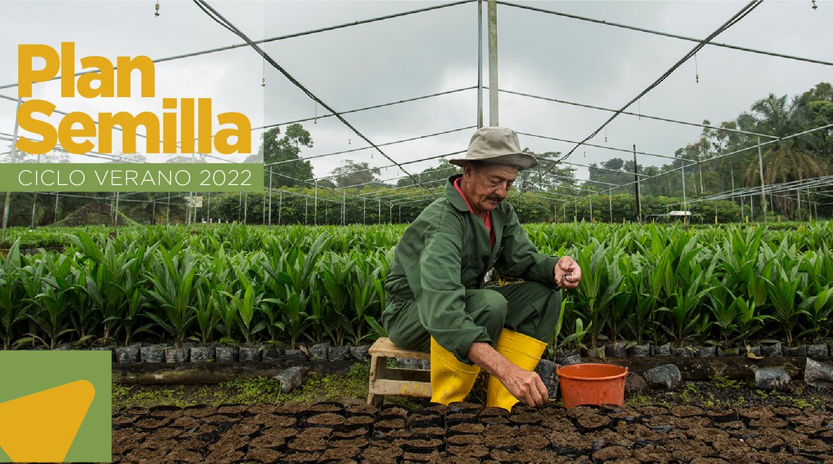 AgriculturaEc's tweet photo. ¡Iniciamos el ciclo de verano del #PlanSemilla!
Desde hoy iniciamos la ejecución de este Plan, con el que beneficiaremos a más de 20 mil productores con la entrega de semillas e insumos agrícolas que ayuden a mejorar la productividad de sus cultivos.
#JuntosPorElAgro https://t.co/L0zsAbUd9M