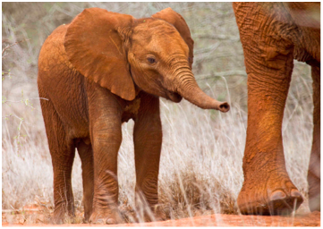 elephanaticsbc's tweet photo. #DYK What does regulation mean in conservation terms? It is the key to understanding how populations of animals persist. It is the fundamental process underlying the persistence of all our ecosystems. #Rewild #Equilibrium #densitydependent #BottomUp #TopDown #APlaceLikeNoOther https://t.co/6ss0sEk9Y7