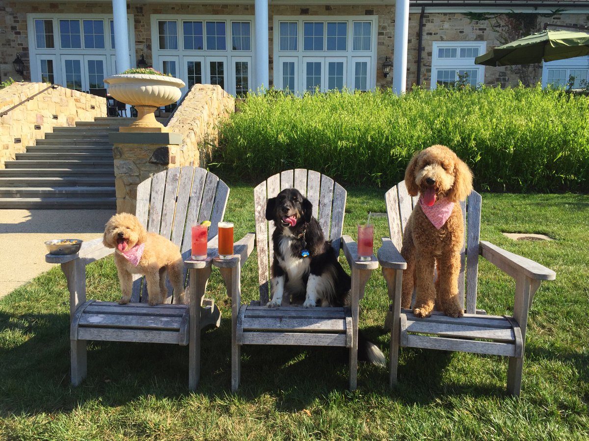 SalamanderVA's tweet photo. Pawsitively the spot to be this summer! ๐พ #DogsofSalamander https://t.co/AArY4dqQu9