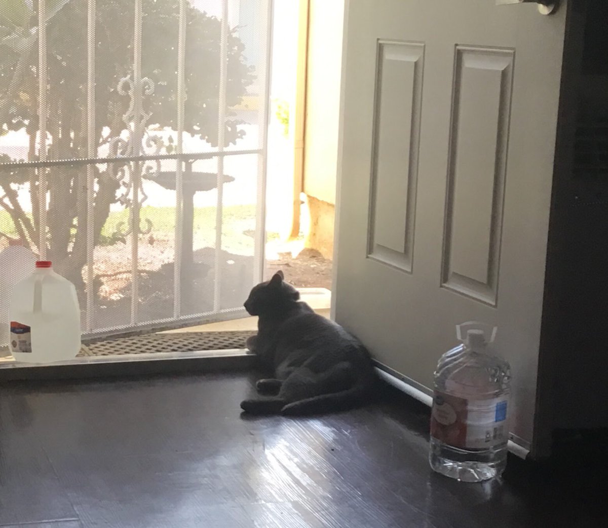 zodysid's tweet photo. I consider myself an indoor/outdoor cat. Literally! But they have an ankle monitor on me! Well, itβs around my neck! πΊπΌπΌ
#CatsofTwitter
#Caturday
#CatJail https://t.co/cWij8aGqBE