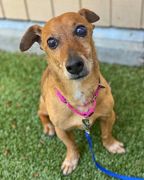 KitsapHumaneSoc's tweet photo. Just last week, Max and 6 other dogs arrived at KHS as transfers from an overcrowded shelter in Olympia. Now, Max is looking for a second chance. At 12-years-old, this senior sweetheart is looking for a home where he can spend his golden years. Adopt: https://t.co/AsGPnVbWW5 https://t.co/hWMbY1wC4F