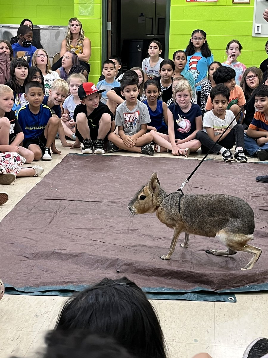 We celebrated the end of <a href="/ISD109Summer/">Indian Springs 109 Summer School</a> Jungle Adventure with a visit from Animal Quest!#d109pride