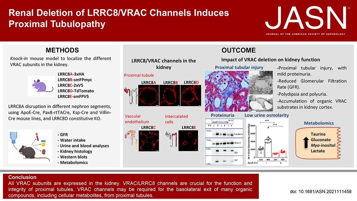 JASN_News's tweet photo. This study shows that volume-regulated anion channels are built of five types of LRRC8 proteins, four of which mediate exit of organic compounds in nephrons, mostly proximal tubules, in mouse models https://t.co/1sgyikB3PA https://t.co/U1vqoA7Sg2