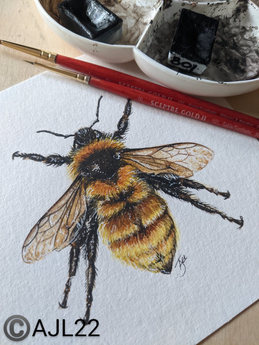 AngeJLee's tweet photo. The light improved a bit so did a final push...but now 8pm and I'm calling it a day.
Another one done! Bombus Distinguendus aka Great Yellow Bumblebee
13x13cm mini #WaterColour & ink ©️AJLEE2022
#art #bee #BeesUK https://t.co/2GdbYRpwdx
