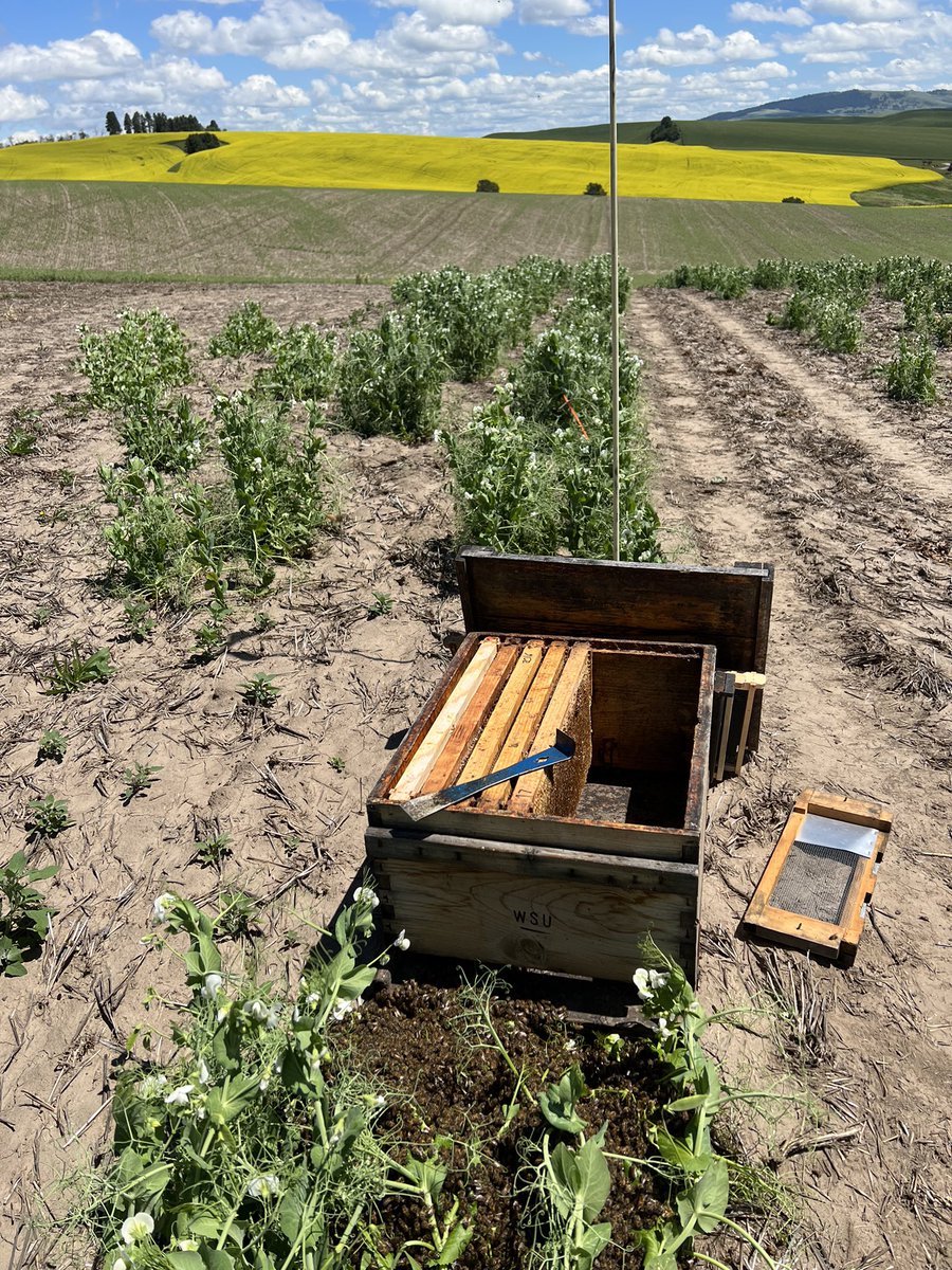 A swarm of honey bees form a flat mat on the ground at WSU’s Spillman Farm.  An unusual configuration, given that swarms typically settle on a tree, fence post or overhang. A box placed next to the swarm will be populated as bees crawl through the entrance.