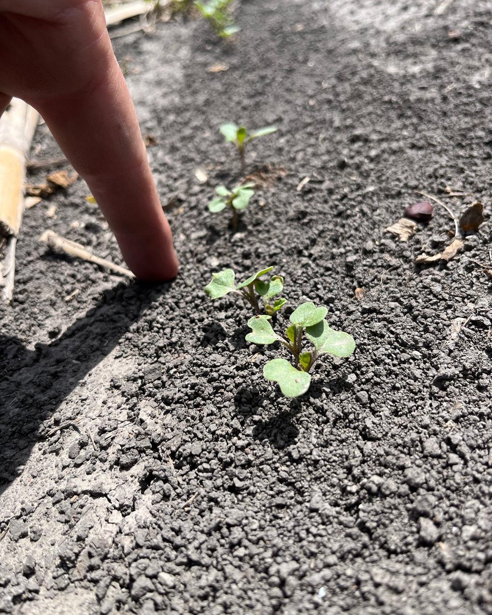 Jason Hanson tweet media