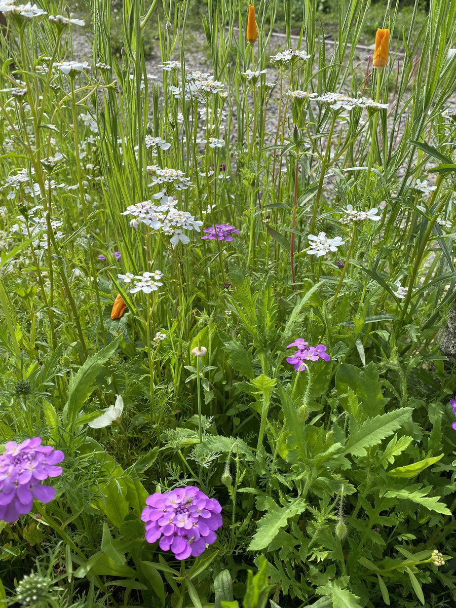 HenleyViv's tweet photo. Replaced some lawn with wild flowers. So beautiful, you just feel like diving in! #wildflowers #insects #bees https://t.co/voNGd69xIi