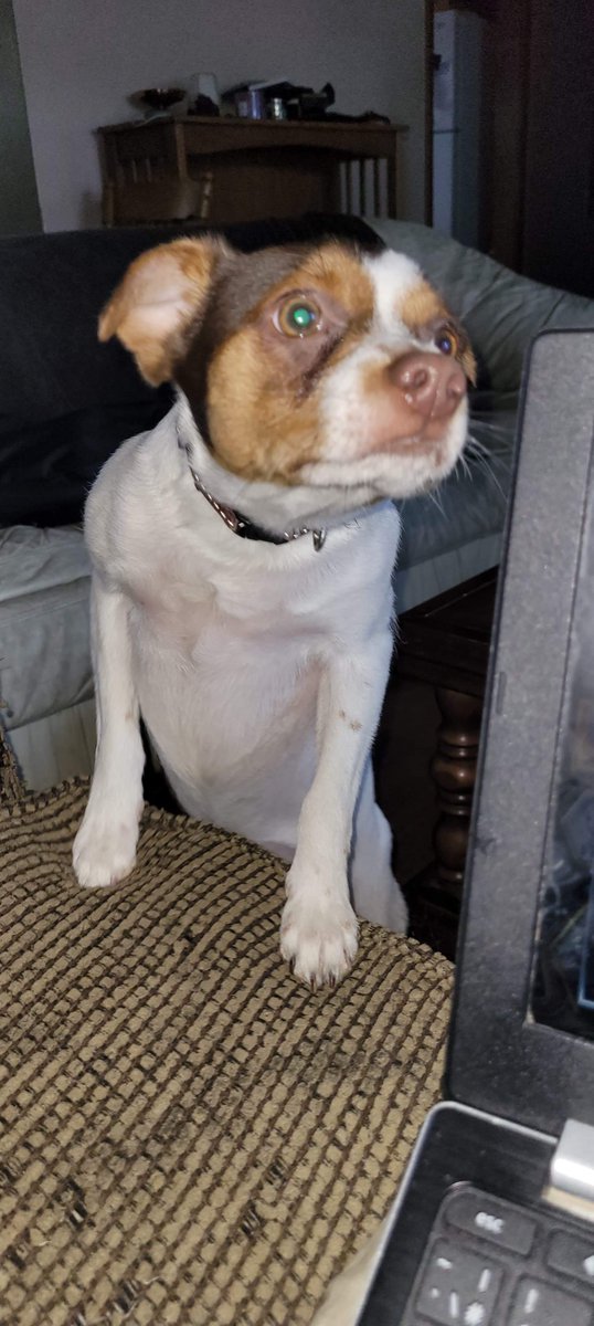 King my loving sweet boarding doggie! Lick kisses please?