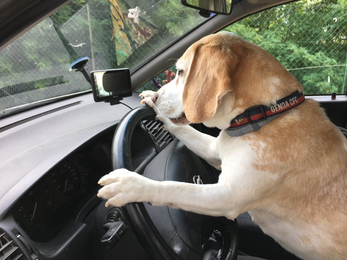 Let’s Gooooo!!!! #Lucythebeagle #beagle #beagles #drivemycar