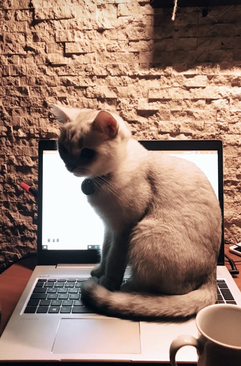 piccolostu's tweet photo. Hii Guyss 🥳

#nft #NFTCommmunity #NFT https://t.co/a6NIlHZMur