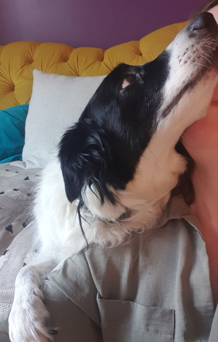 bella_collie's tweet photo. Sometimes I like to be a parrot and lean on mums shoulder when she's sitting on the floor....and then give her surprise kisses! She did not see that coming #dogsoftwitter #dogs #bordercollie https://t.co/NDWpkEBJU8