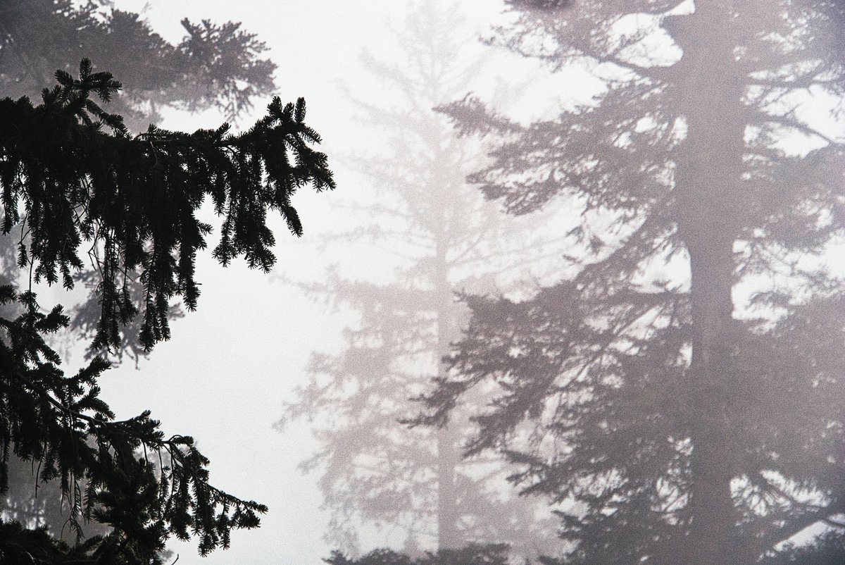 Genes_shots's tweet photo. Fogging trees

#LUMIX
#photography https://t.co/UrK3mkCHOB