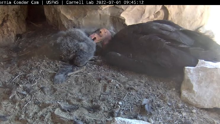 bruisermom's tweet photo. 070122 - Pics of @CornellCondors #CACondor chick and Mom (#942) spending quality time together. Condor parents are incredibly attentive! β€ #TomsCanyon https://t.co/oE3A6aGZIE