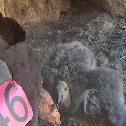 bruisermom's tweet photo. 070122 - Pics of @CornellCondors #CACondor chick and Mom (#942) spending quality time together. Condor parents are incredibly attentive! β€ #TomsCanyon https://t.co/oE3A6aGZIE