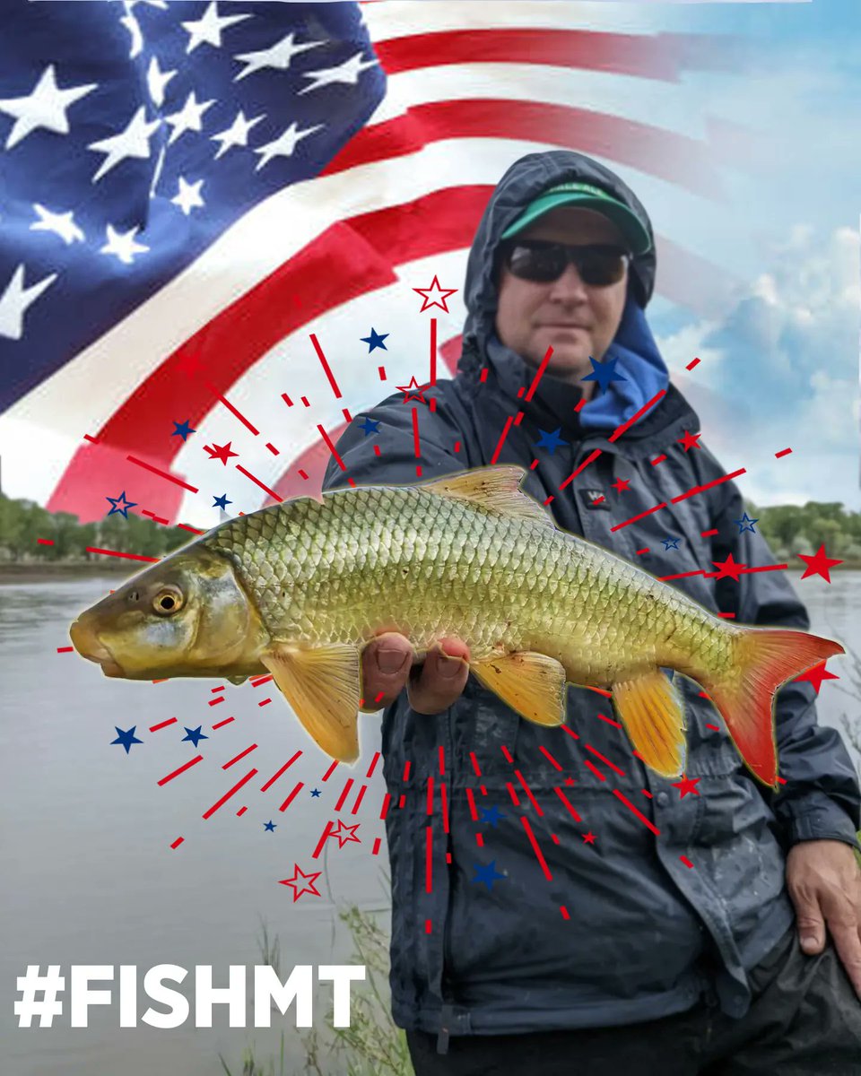 July 4th is a day to celebrate America. With that, there’s no more wholly (North) American fish family than Catostomidae, the suckers. They are the only family of fish that evolved on this continent, and in MT we have 9 species. Can you name them all? #merica #fishMT