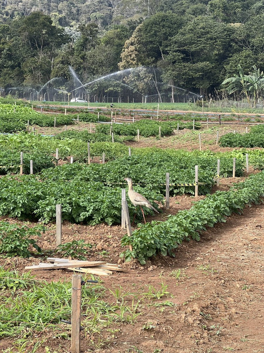 A red-legged seriema, which according to Wikipedia is “the sole living member of the small bird family Cariamidae”, was visiting our potato plots. This one was pecking on crickets present on the leaves. Hope it helps with a severe #lateblight epidemics! #Phytophthorainfestans.