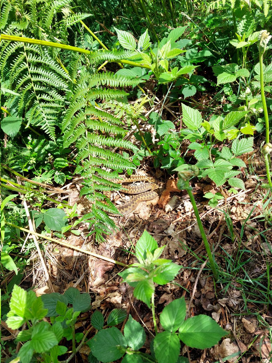 APlot35's tweet photo. Lovely walk on the quantocks this morning, lots of ponies spotted and even an adder! https://t.co/Y3zP6vT1cy
