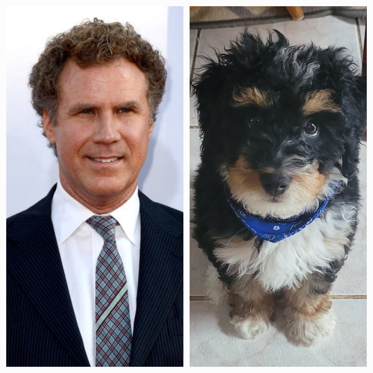 athach1982's tweet photo. @OfficialWilllF i think My dog looks like Will Ferrell https://t.co/bPkIAngUgR