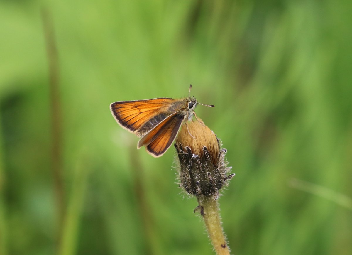 A few more from todays walk at Ogmore Washeries with @collieryspoil