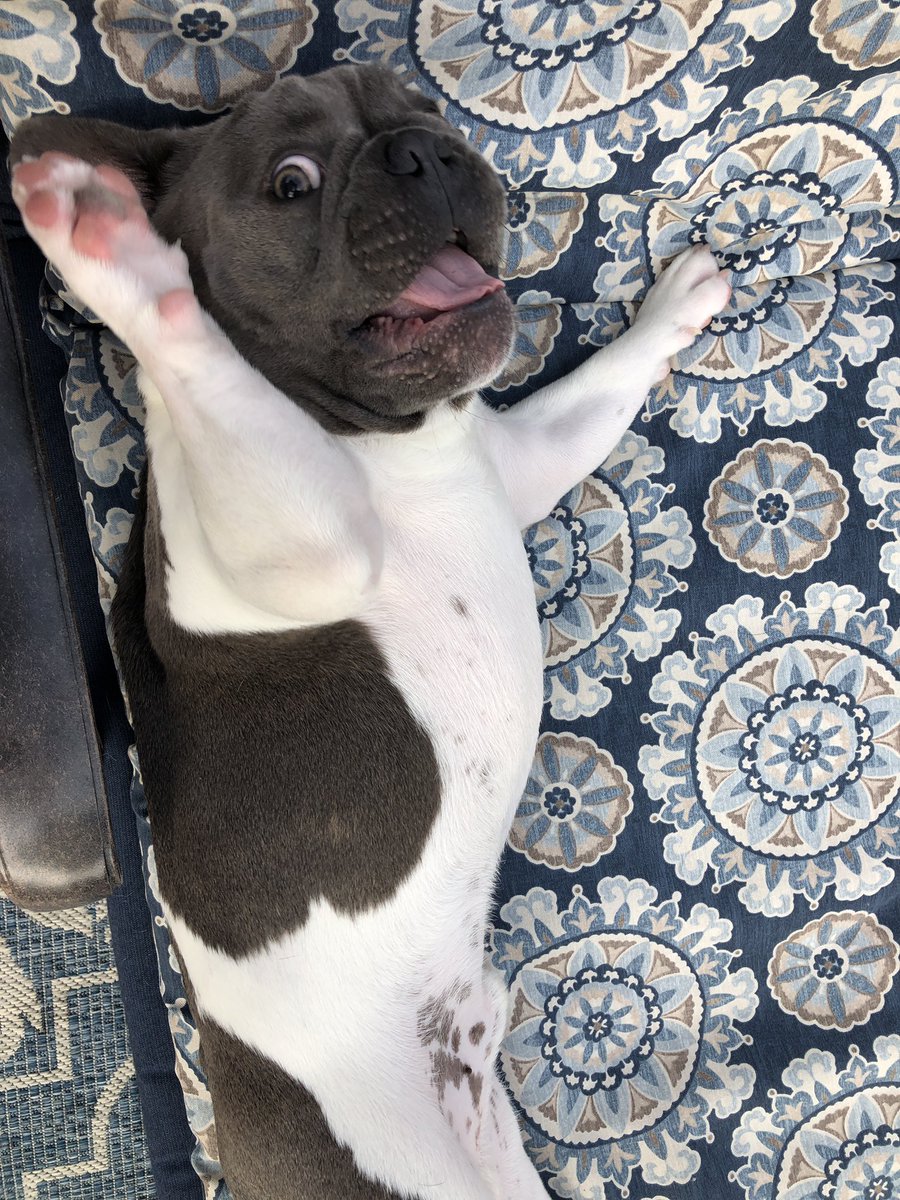 RockysRoad4's tweet photo. That long weekend Friday feeling!

#dogsoftwitter #dogs https://t.co/nxU60zLtkD