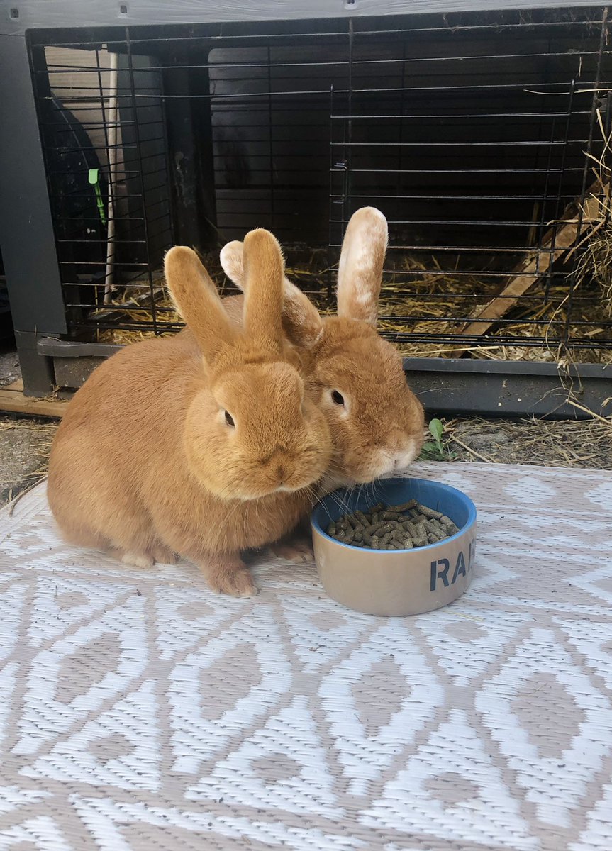 Kιƚƚყ Cɾαʝé tweet media