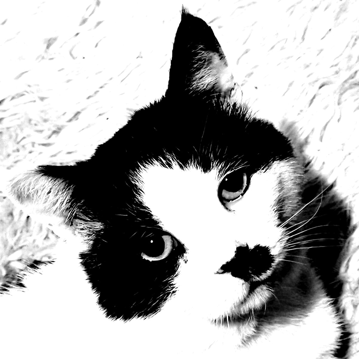 ColinsCuts's tweet image. #EXCLUSIVE

#lonelyklown &apos;My Favourite Letter Is You&apos;

#worldwide #radio première firstplay on #COLINSPENCER On #BIGSATSUMARADIO #005

🔊@bigsatsumaradio🎧
Saturday 2 July 2022
6-8pm (#UK times)

#DiscoverAndRemember @komputerdave

Catch-up #002 mixcloud.com/ColinSpencer/c…

#synthfam