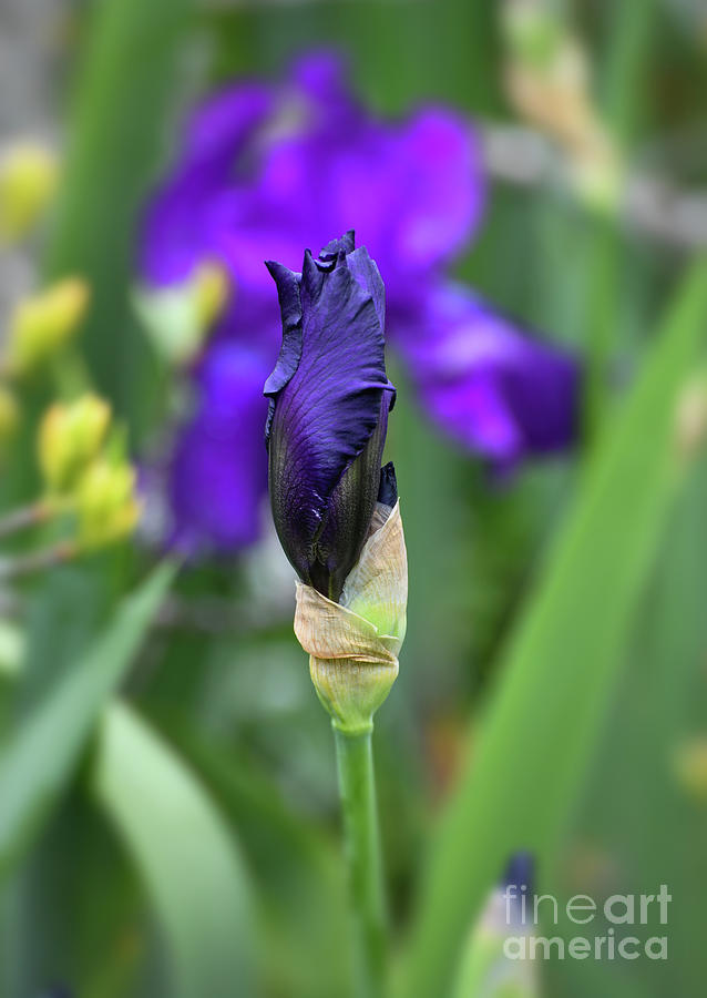 KerriFar's tweet image. “Kindness costs nothing, yet it is a most precious gift.” – Katrina Mayer #quote - ow.ly/oU7W50FInUK ~ #NewRiverNature #SpringSensations #IrisBud #FlowerPhotography ~ ow.ly/5CHe50FInUL