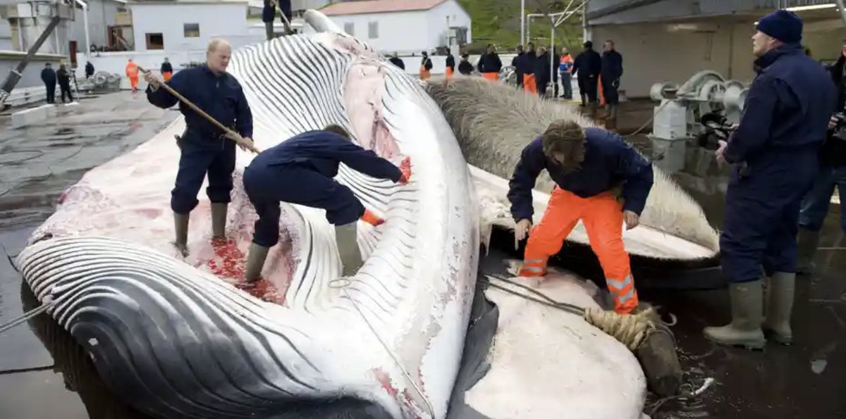 ChrisGPackham's tweet photo. So @katrinjak how do you expect tourists to react to the fact that whaling has resumed in Iceland ? In 2018 a total of 146 Fin Whales were slaughtered @visiticeland @iceland . One man , one company is ruining your environmental reputation across the world . Just stop it . https://t.co/fltNCM3aiy