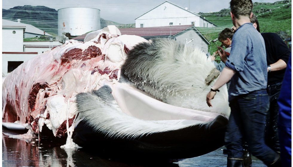 ChrisGPackham's tweet photo. So @katrinjak how do you expect tourists to react to the fact that whaling has resumed in Iceland ? In 2018 a total of 146 Fin Whales were slaughtered @visiticeland @iceland . One man , one company is ruining your environmental reputation across the world . Just stop it . https://t.co/fltNCM3aiy