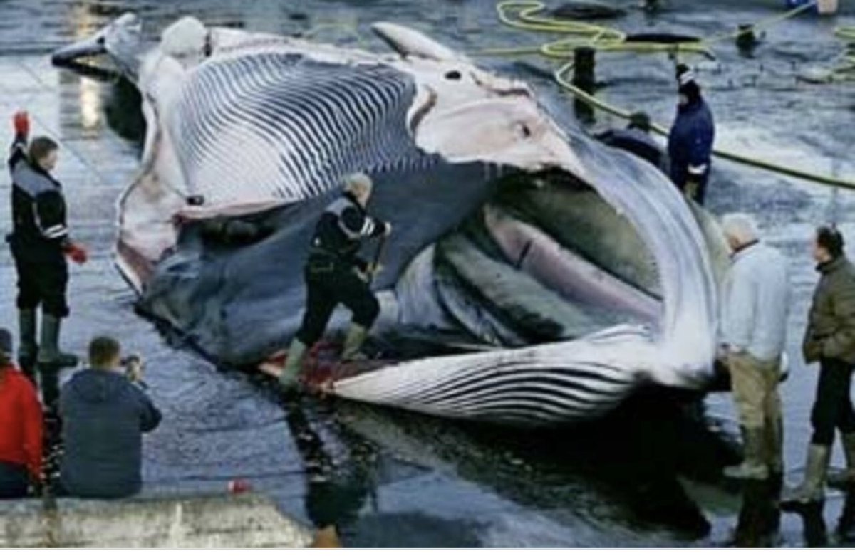 ChrisGPackham's tweet photo. So @katrinjak how do you expect tourists to react to the fact that whaling has resumed in Iceland ? In 2018 a total of 146 Fin Whales were slaughtered @visiticeland @iceland . One man , one company is ruining your environmental reputation across the world . Just stop it . https://t.co/fltNCM3aiy