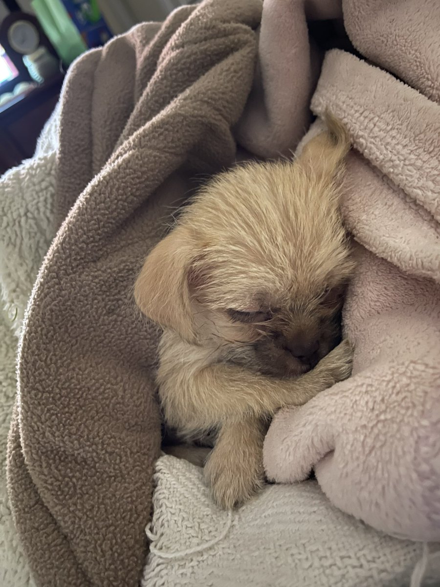 JoyDO55's tweet photo. Meet my new puppy, Ruby 💕 #Malchi #puppygirl https://t.co/y6JF1UkOsw