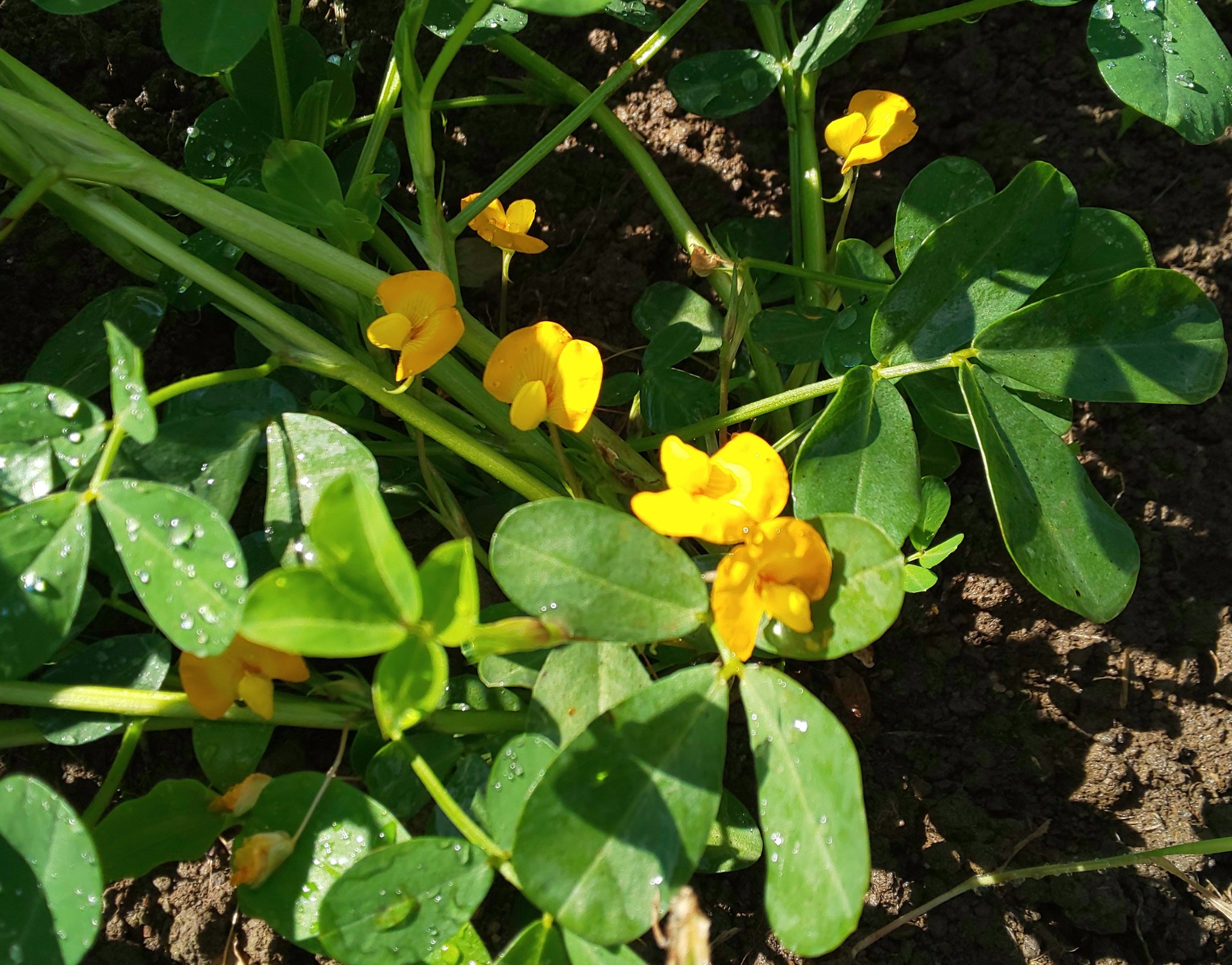 落花生の花 Twitter Search Twitter