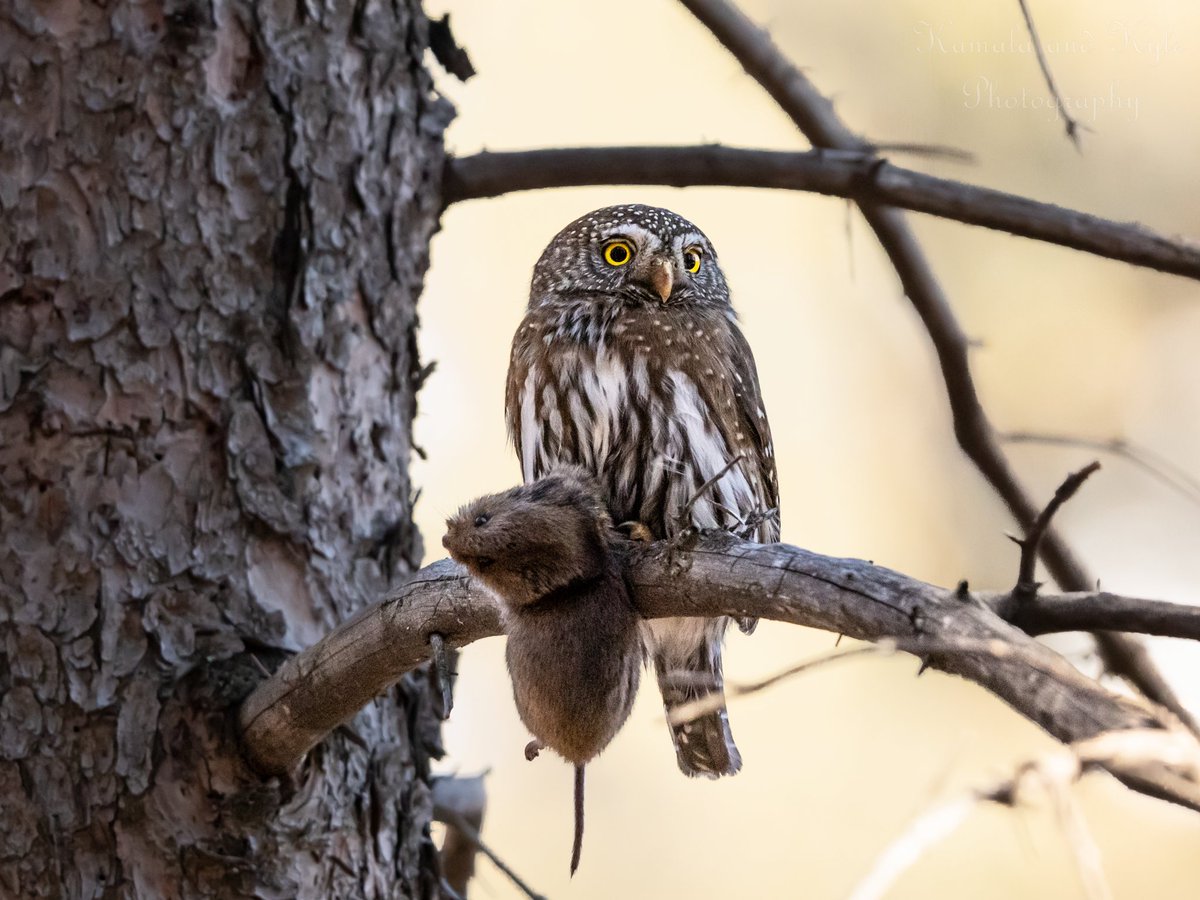 KamalaKyle's tweet photo. Canadaโs smallest owlโฆ Meet the Pygmy Owl, such tiny little badasses! #pygmyowl #northernpygmyowl #canadianowls #owlsofcanada #canadaowls #canada #canadaday #owls #owl https://t.co/d1YyYQThKm