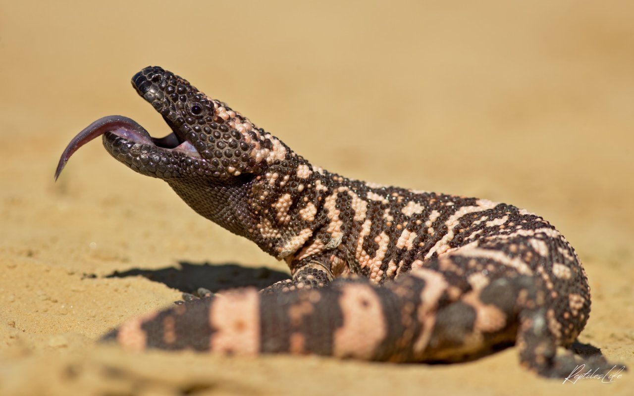 メキシコ トカゲのオブジェクト メキシコ トカゲのオブジェクト