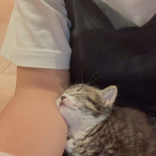 gatinhos fora de contexto (@gaatinhos_) on Twitter photo 