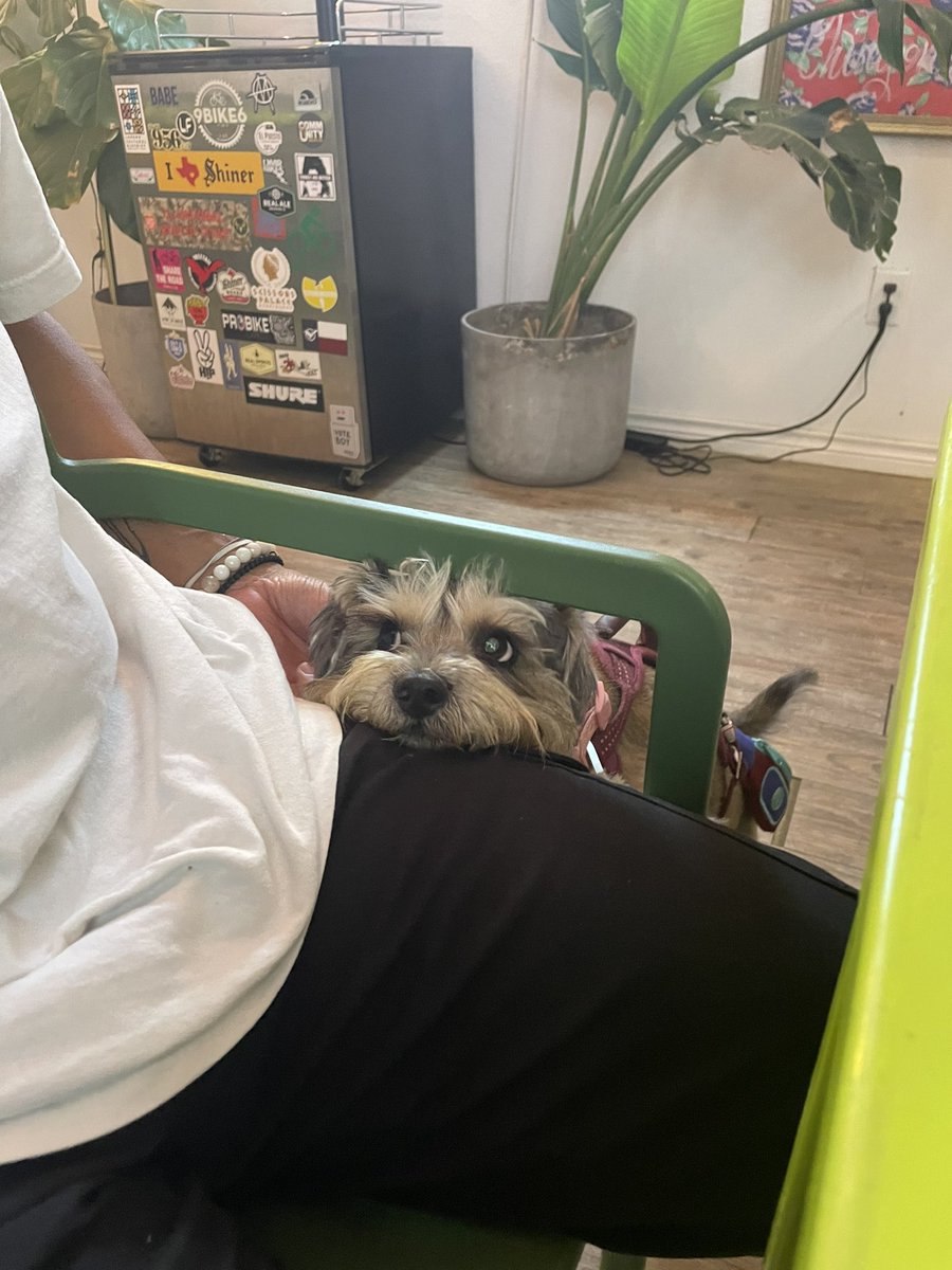 rnsixela's tweet photo. my dog being the cutest in the entire world https://t.co/OUxVJJXHgb