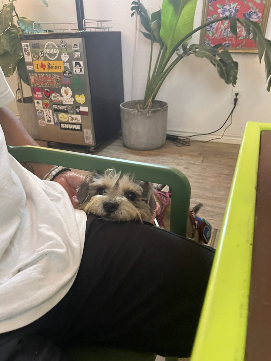 rnsixela's tweet photo. my dog being the cutest in the entire world https://t.co/OUxVJJXHgb