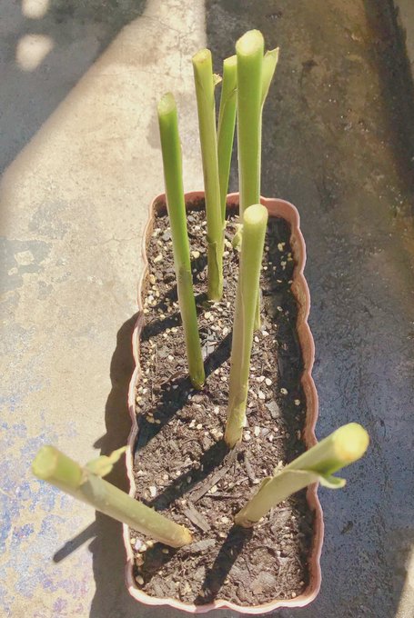 ミョウガを植えてはいけない4つの理由と正しい植え方や時期を伝授 やっちゃいけん