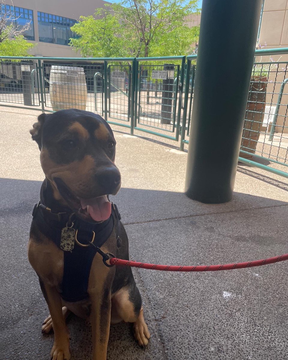 QuarterCeltic's tweet photo. Our patio is pawsitively perfect for the summer! Beer on tap and dog bowls for the pups to stay hydrated on a hot summer day! πΎπΎπΎ Thank you Harlow, our gorgeous patio model! #patioweather #pupfriendly #summer #beer #dogbowl #irishpub https://t.co/4Grb3cmxqE