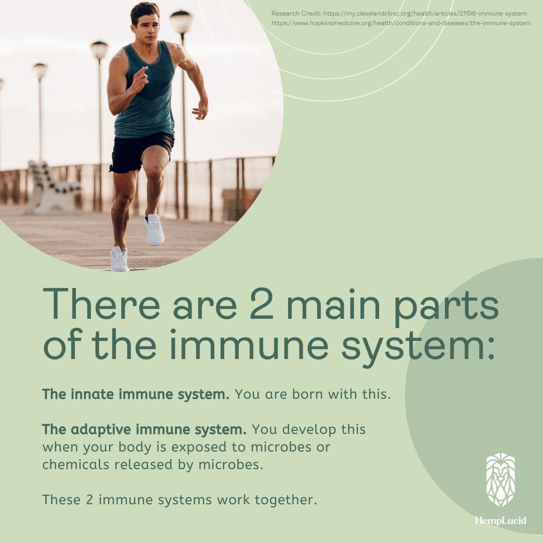 hemplucid's tweet image. With all this talk about the immune system, you may be wondering “How does it even work?” 🤔 Gain more knowledge about how the immune system works, and become more #wellaware of your body. Swipe to learn more! #howdoesitwork #immunesystem #themoreyouknow #knowledgeispower
