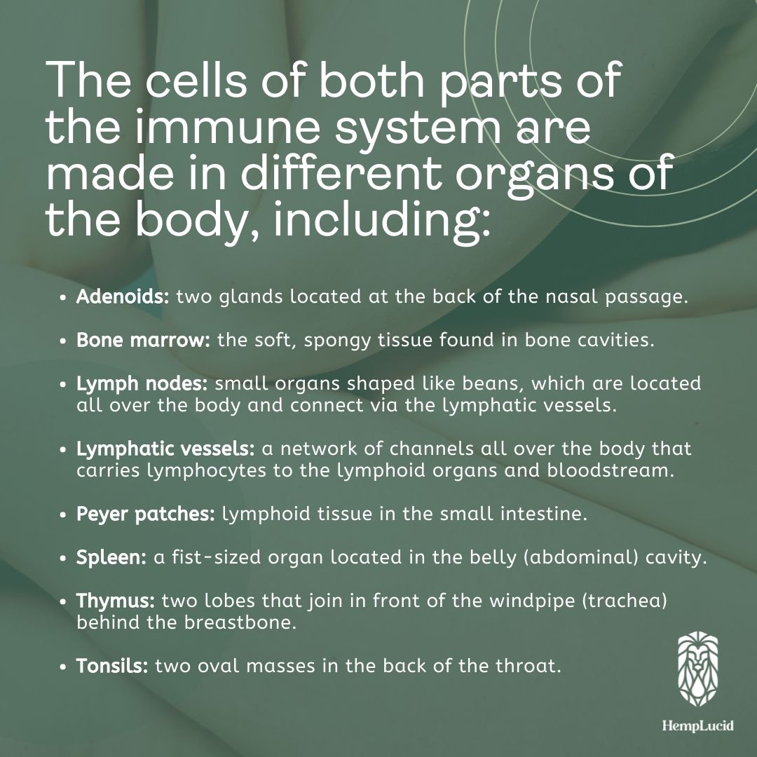 hemplucid's tweet image. With all this talk about the immune system, you may be wondering “How does it even work?” 🤔 Gain more knowledge about how the immune system works, and become more #wellaware of your body. Swipe to learn more! #howdoesitwork #immunesystem #themoreyouknow #knowledgeispower