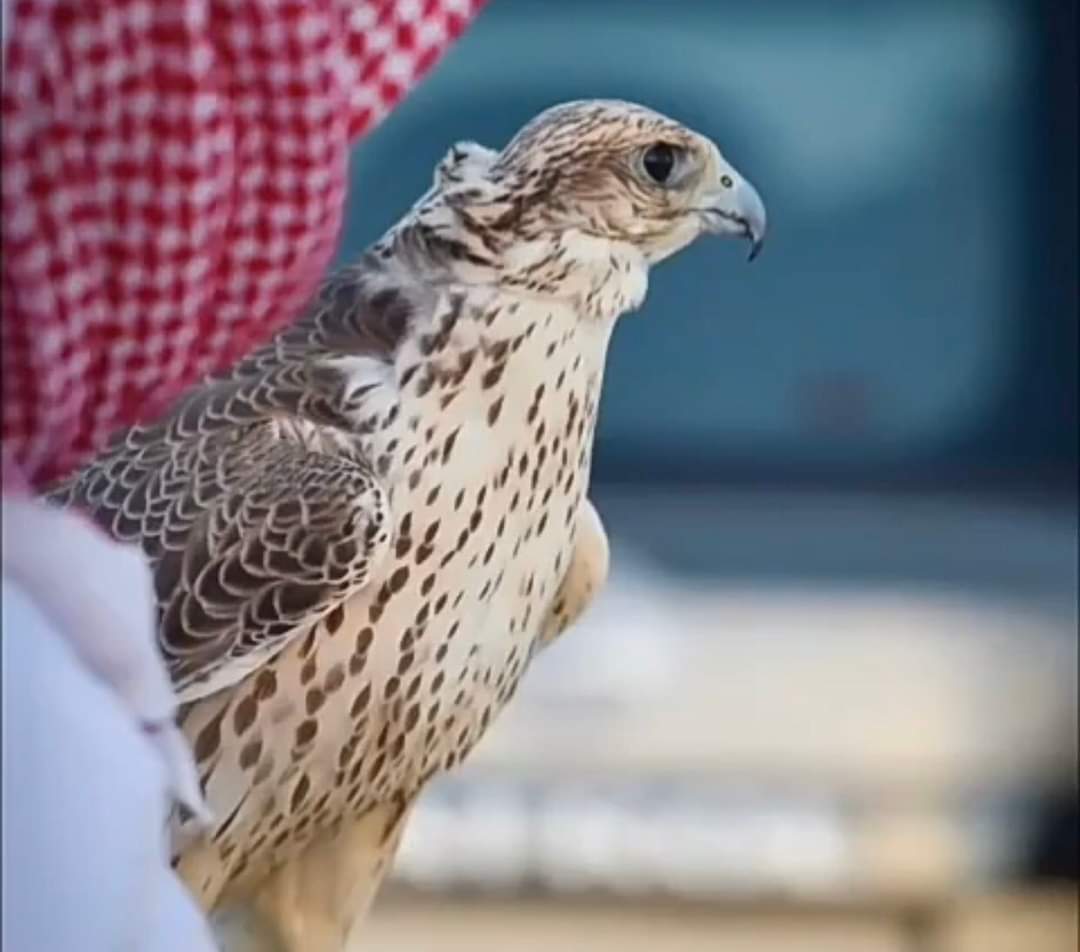 Z505L's tweet photo. الظنون أحيآن يخطيها الصواب
مثل طيبك في زمن مآ فيه طيب.
.

.

. 
#مملكة_النخبه_للدعم https://t.co/3LhCWdigga